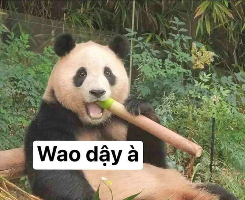 Tuyển tập 100+ meme trung quốc hài hước nhất · ảnh 3