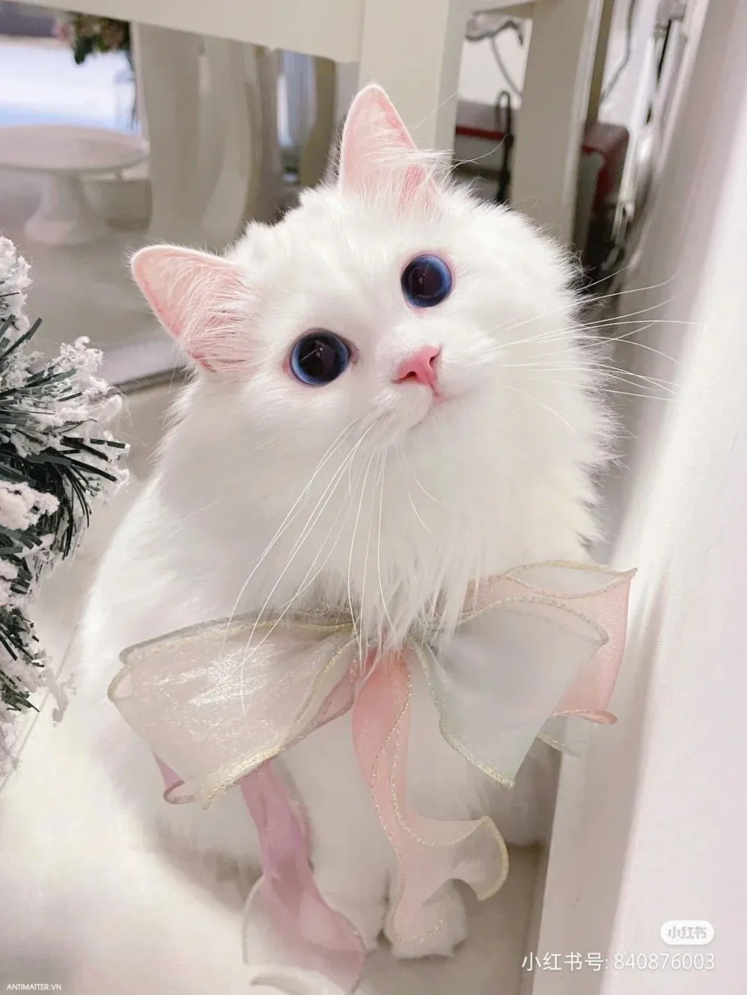 100+ hình ảnh mèo cute siêu đáng yêu không thể bỏ qua · ảnh 2