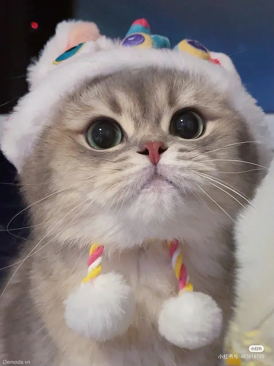 100+ hình ảnh mèo cute siêu đáng yêu không thể bỏ qua · ảnh 3
